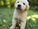 A Kalite Golden Retriever Yavrular
