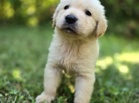 A Kalite Golden Retriever Yavrular görsel