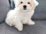 Matese Terrier Irkının En Özel Yavruları