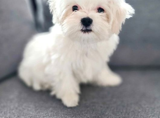 Matese Terrier Irkının En Özel Yavruları görsel