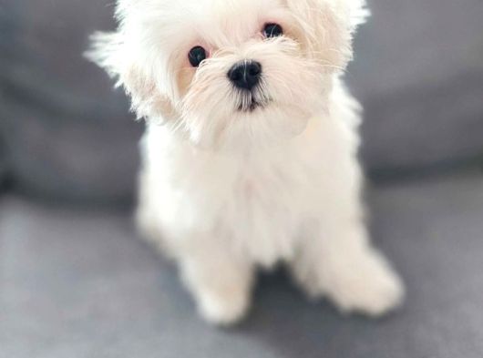 Matese Terrier Irkının En Özel Yavruları