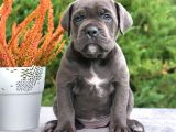 Cane corso en kalitelisi dev ırkının en iyisi