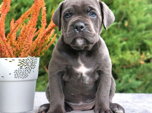 Cane Corso En Kalitelisi Dev Irkının En Iyisi