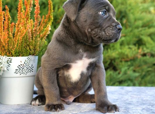 Cane Corso En Kalitelisi Dev Irkının En Iyisi görsel