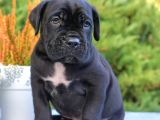 Cane Corso En Kalitelisi Dev Irkının En Iyisi