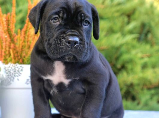 Cane Corso En Kalitelisi Dev Irkının En Iyisi görsel