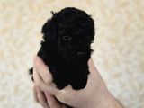 Siyah Toy Poodle Yavrular