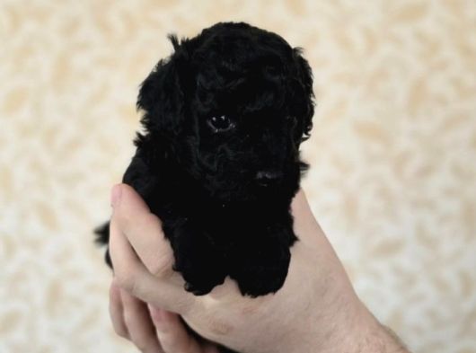 Siyah Toy Poodle Yavrular görsel