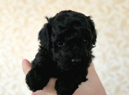 Siyah Toy poodle yavrular