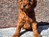 Irkının En Güzeli Toy Poodle Yavrular