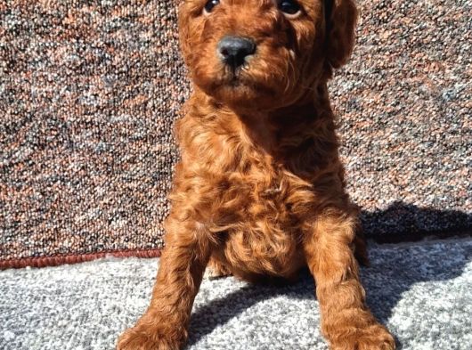 Irkının En Güzeli Toy Poodle Yavrular görsel