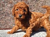 Irkının En Güzeli Toy Poodle Yavrular