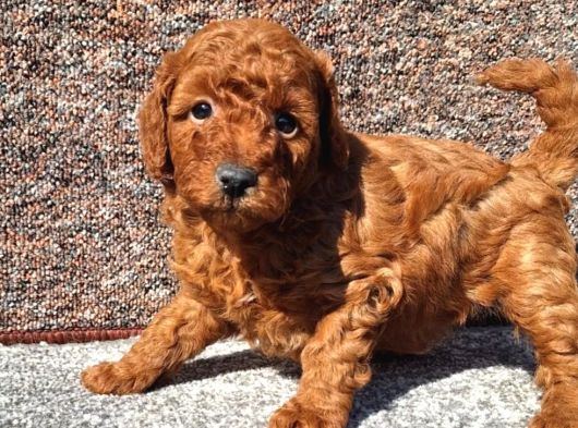 Irkının En Güzeli Toy Poodle Yavrular görsel