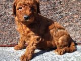 Irkının en güzeli toy poodle yavrular