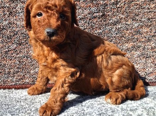 Irkının En Güzeli Toy Poodle Yavrular