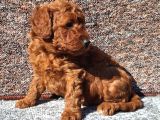 Irkının En Güzeli Toy Poodle Yavrular