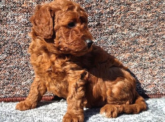 Irkının En Güzeli Toy Poodle Yavrular görsel