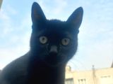 45 Aylik Bonbay Cins Kedi