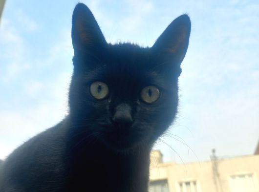 45 Aylik Bonbay Cins Kedi görsel