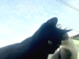45 Aylik bonbay cins kedi