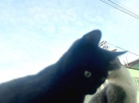 45 Aylik Bonbay Cins Kedi