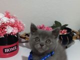 Sevi̇mli̇ Mi̇nnoş Tesli̇me Hazir