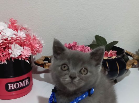 Sevi̇mli̇ Mi̇nnoş Tesli̇me Hazir görsel