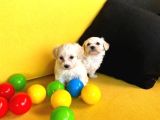 A Kalite Maltese Bebekler