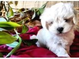 Pamuk gibi maltese bebişler