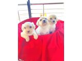 Topak gibi maltipoo yavrularımız