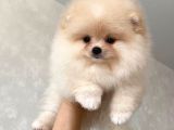 Bebek Yüzlü Pomeranian Boo Yavrular