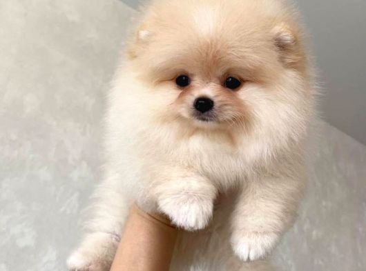 Bebek Yüzlü Pomeranian Boo Yavrular görsel