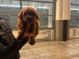 Renk Renk Toy Poodle Yavrulari Mi̇ni̇ Boy