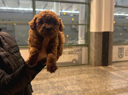 Renk Renk Toy Poodle Yavrulari Mi̇ni̇ Boy görsel