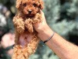 Kore Kan Teacup Oyuncu Adayı Toy Poodle Yavrularımız