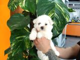 Bi̇blo Gi̇bi̇ Maltese Teacup Bebekler