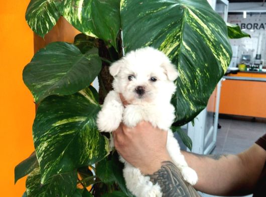 Bi̇blo Gi̇bi̇ Maltese Teacup Bebekler görsel