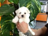 Bi̇blo Gi̇bi̇ Maltese Teacup Bebekler
