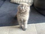 Küçük Ve Öfkeli Sağlıklı Scottish Fold