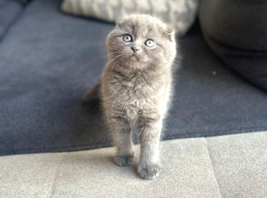 Küçük Ve Öfkeli Sağlıklı Scottish Fold görsel