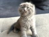 Küçük ve öfkeli sağlıklı scottish fold