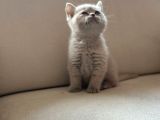 Özel Renk Lilac British Shorthair
