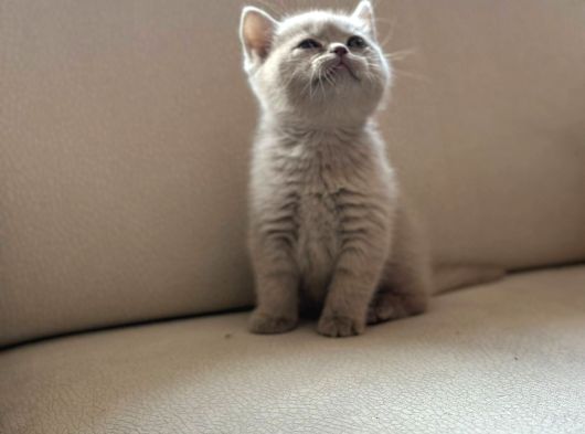Özel Renk Lilac British Shorthair görsel