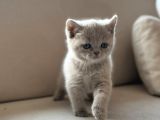 Özel Renk Lilac British Shorthair