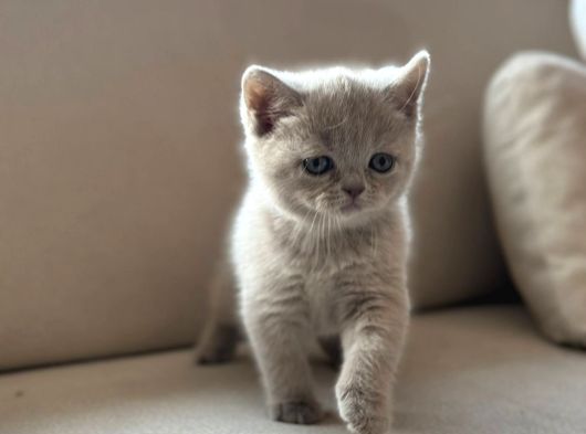 Özel Renk Lilac British Shorthair görsel
