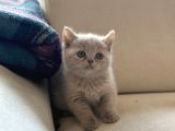 Özel renk lilac british shorthair