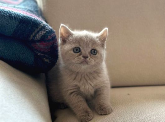Özel Renk Lilac British Shorthair