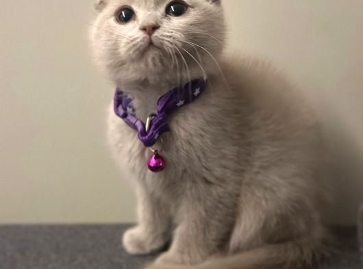 Show Kalite Scottish Fold Yavrularrr görsel