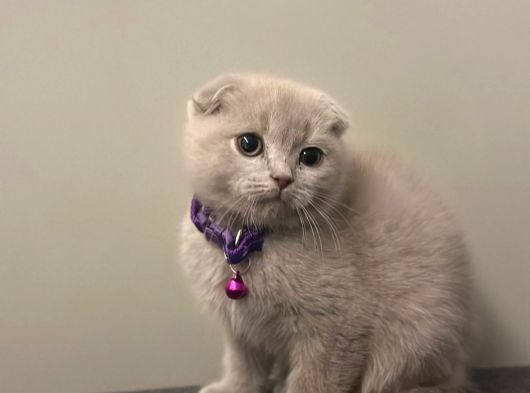 Show Kalite Scottish Fold Yavrularrr görsel