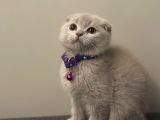 Show kalite scottish fold yavrularrr